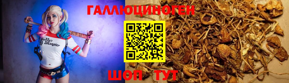 Псилоцибиновые грибы мицелий Ярославль